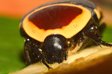 Kongo-Rosenkäfer (12).jpg